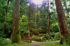 箱根山麓深森散歩