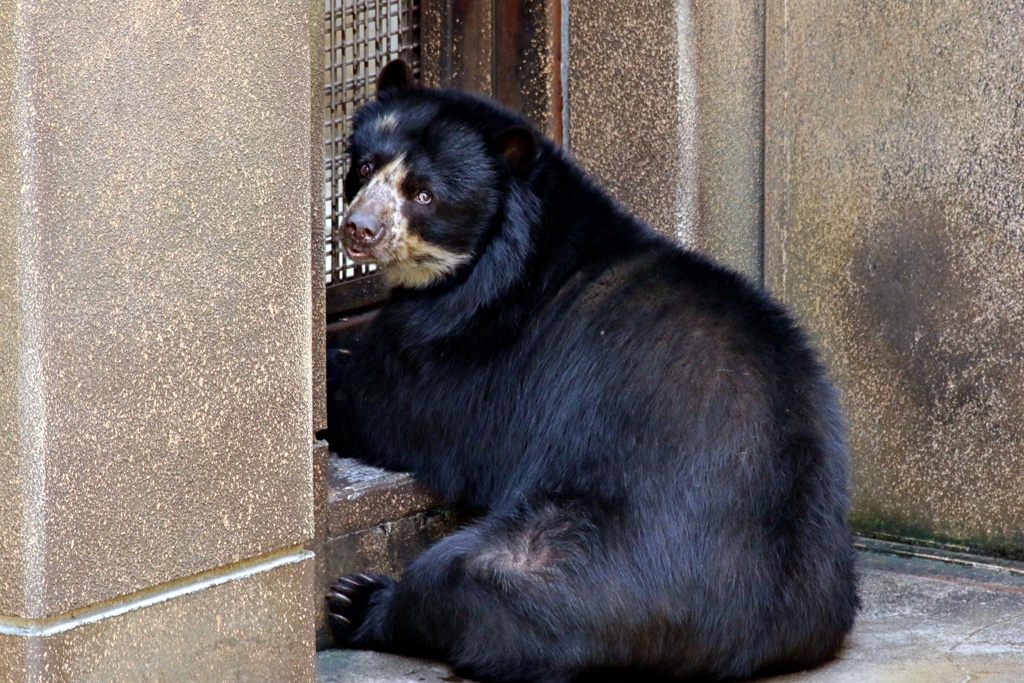 サスドラの面会やってみた