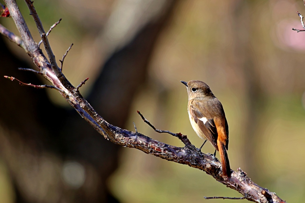 清少ジョビ納言