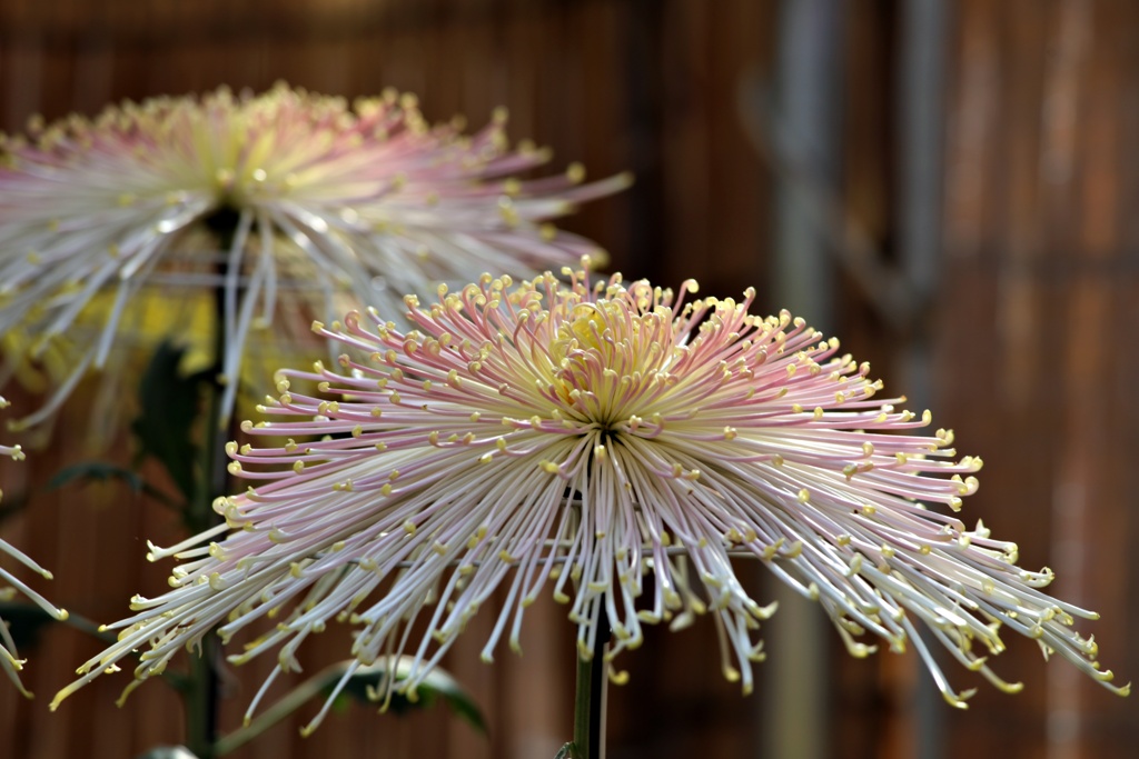 管物：泉郷霧小町