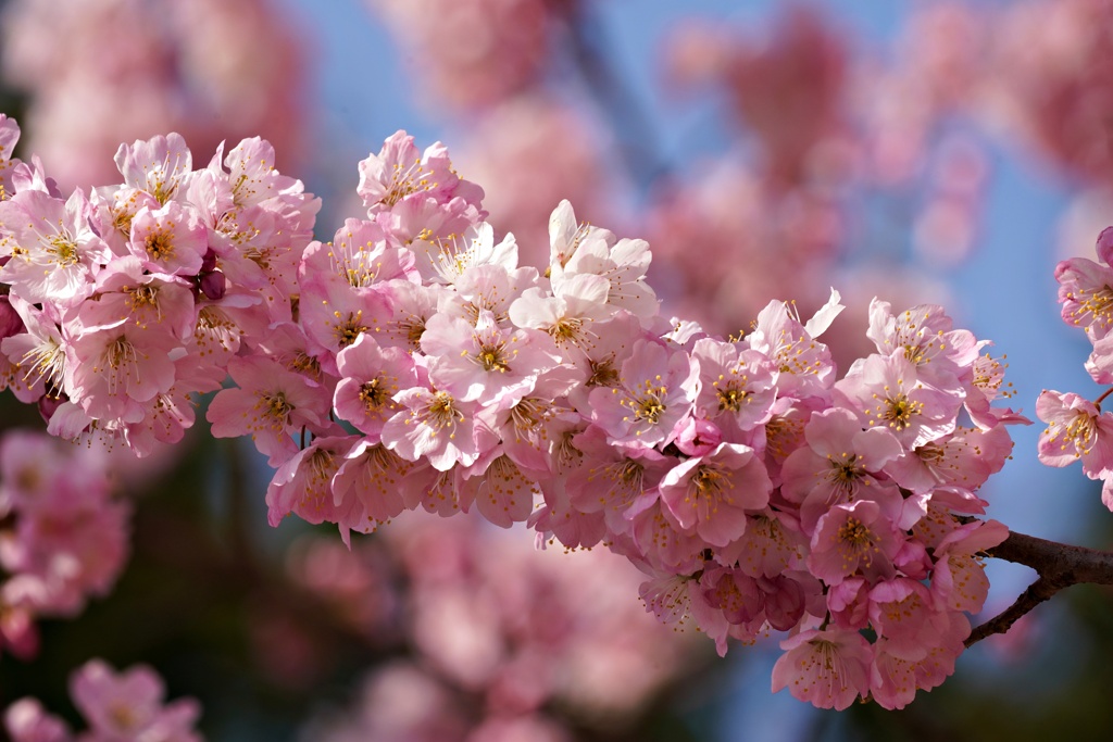 ハルメキという桜
