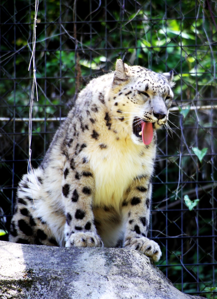 ミケじゃありま編：ユキヒョウ