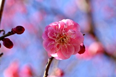 進撃の梅：八重唐梅