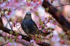 早咲きの桜とヒヨドリ①