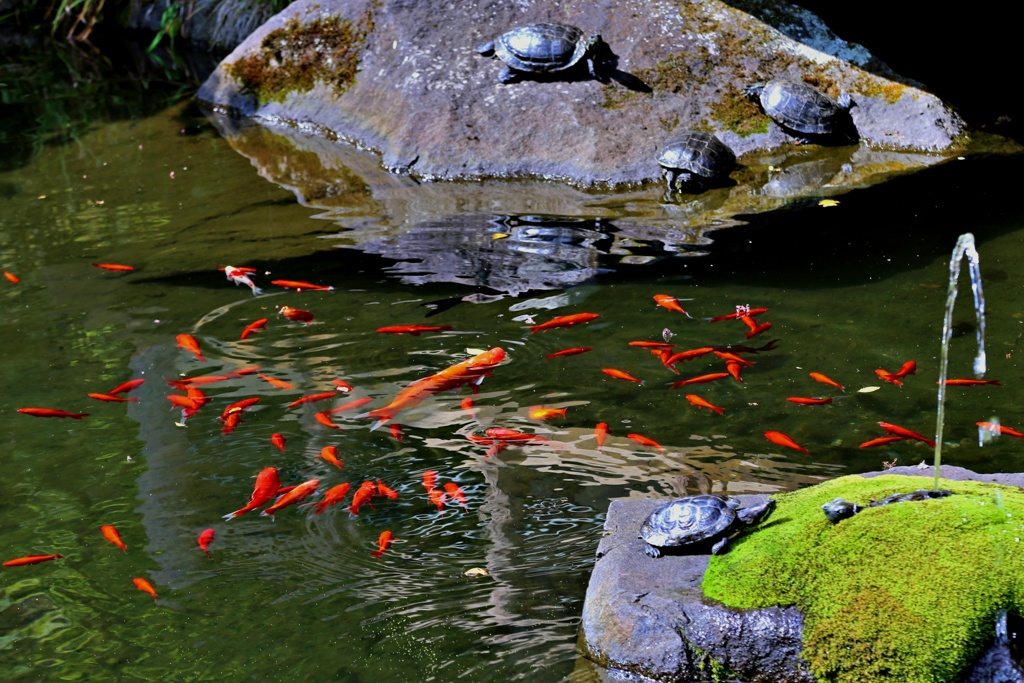 箱根山麓深森散歩：池