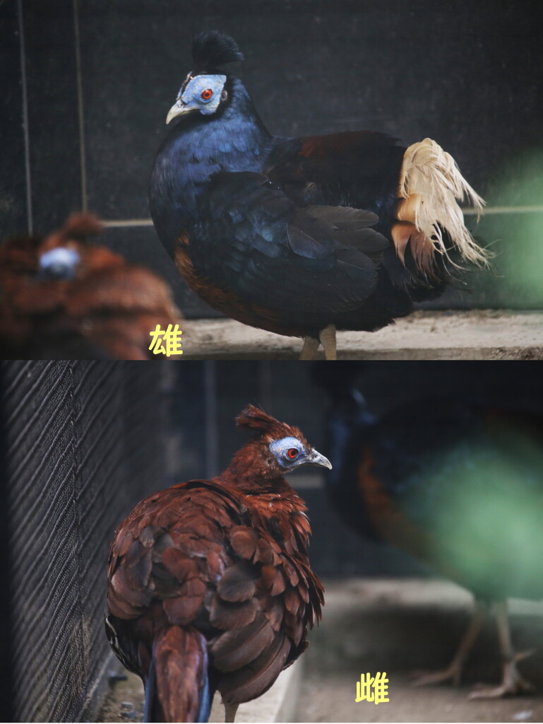 コシアカキジ