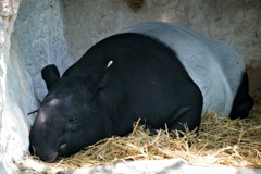 バクの夢は誰が食べるの？