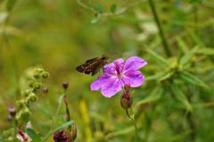 アサマフウロの蜜を吸うイチモンジセセリ