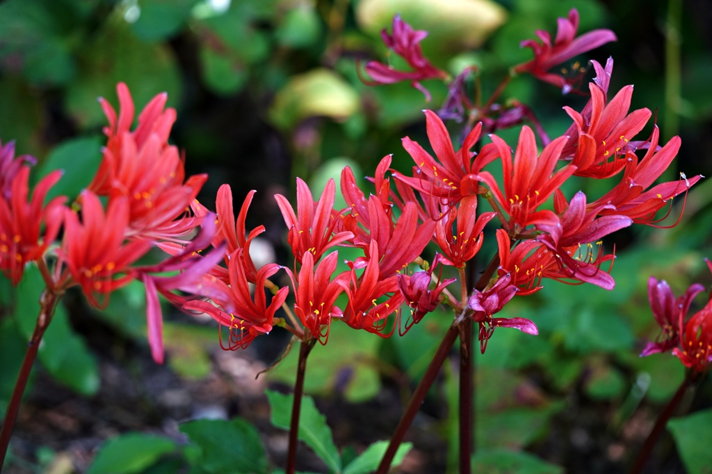 リコリス：赤キツネ