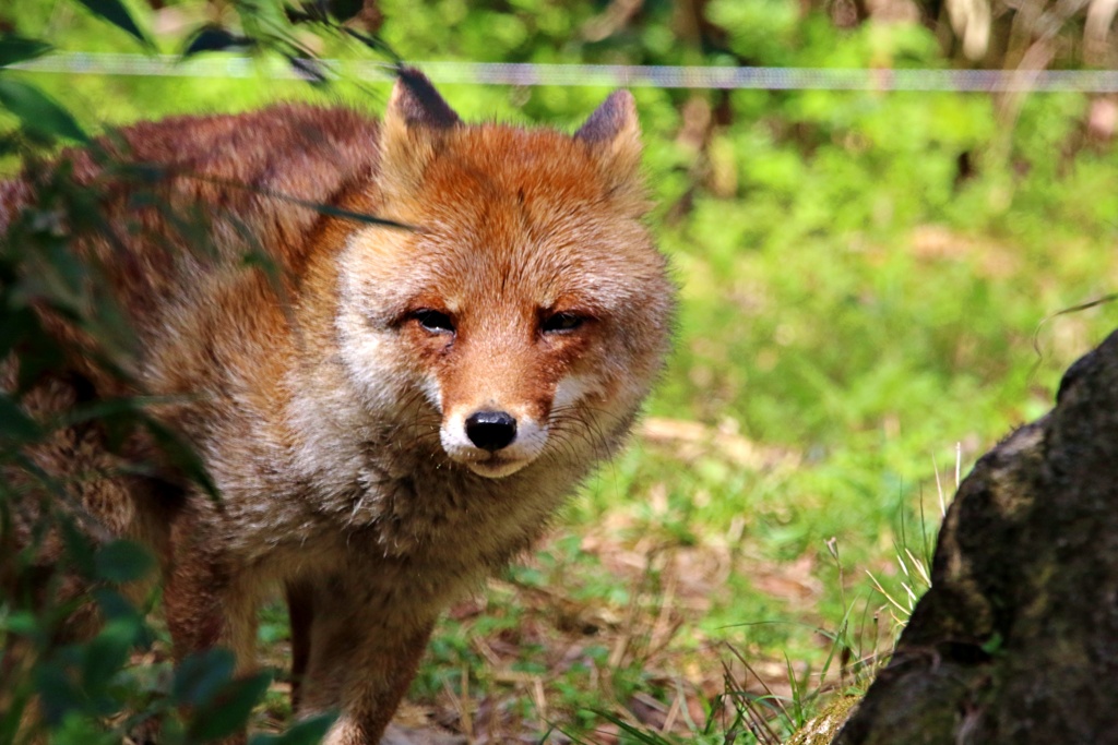 在りし日のコウシロウ