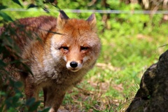 在りし日のコウシロウ