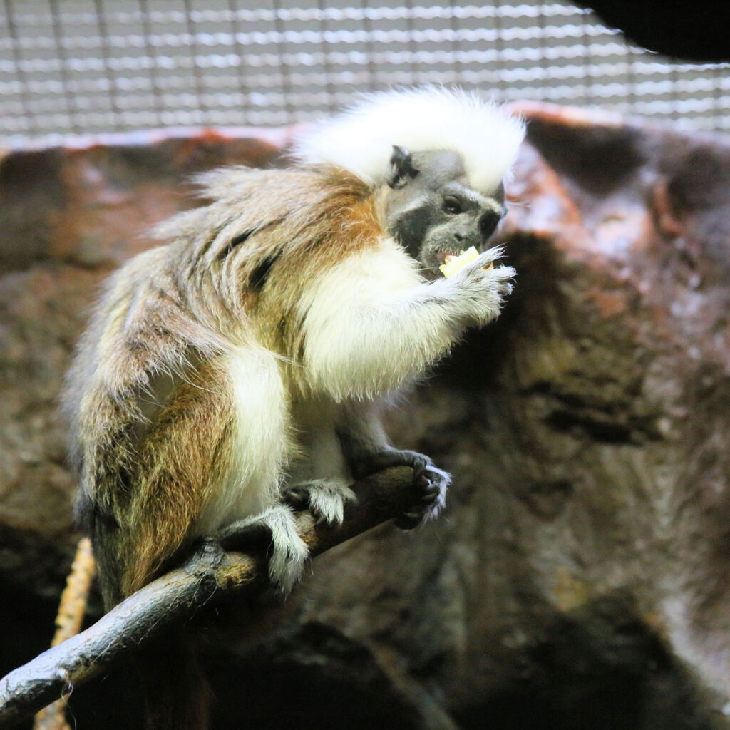 ワタボウシタマリン Cotton Top Tamarin Japaneseclass Jp