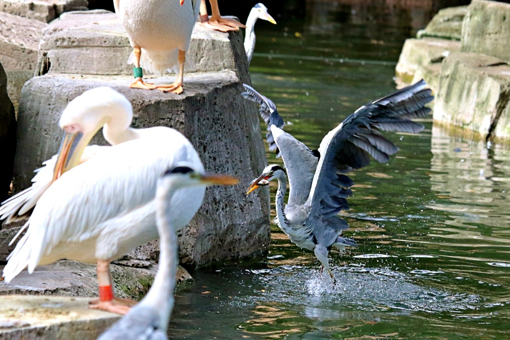 獲ったドゥ！　(※野生のアオサギで、動物園では飼育してません。）