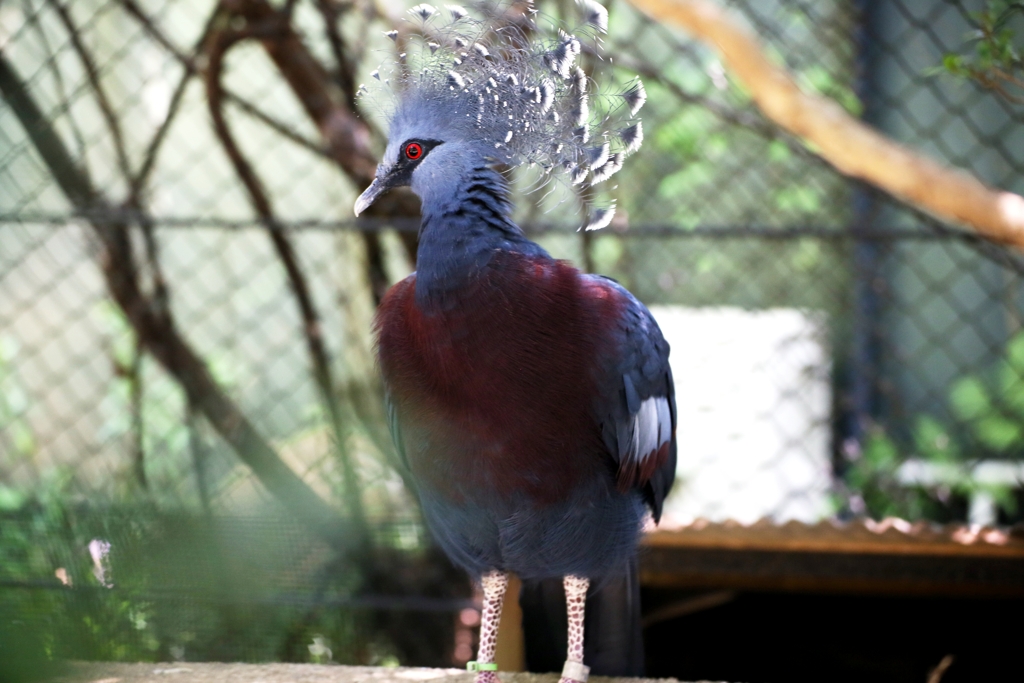 オウギバト