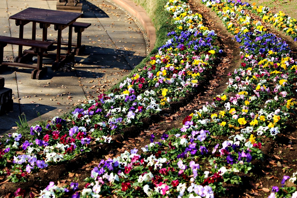 人待ち庭園の花達(私待つは、いつでも待つは♪）