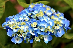 青き花集まりて涼しき顔で世を眺め