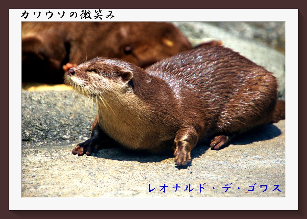 「カワウソの微笑み」