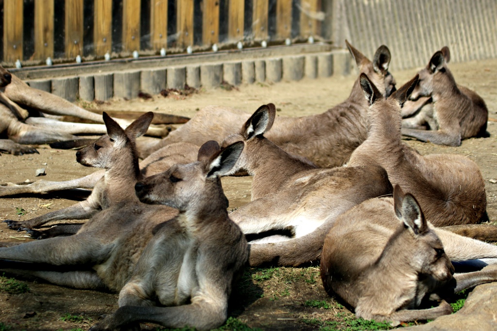 オセアニア区の奈良公園？