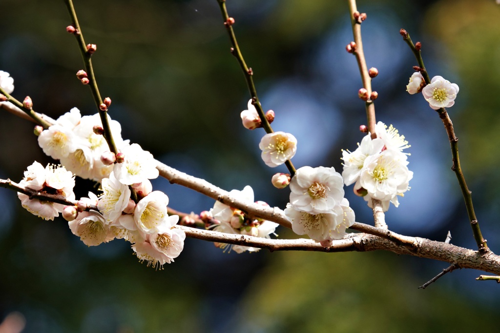 2月の梅：春日野