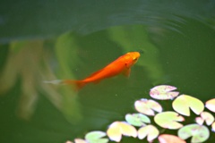 池の金魚