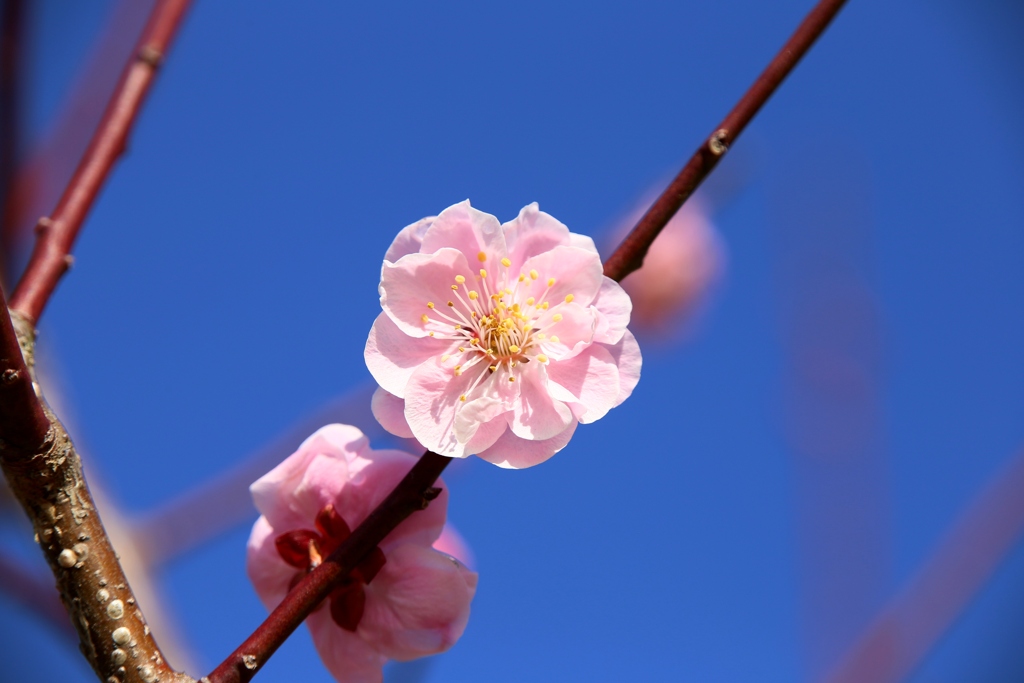桜鏡