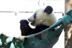 ハンモックでのシャンシャン