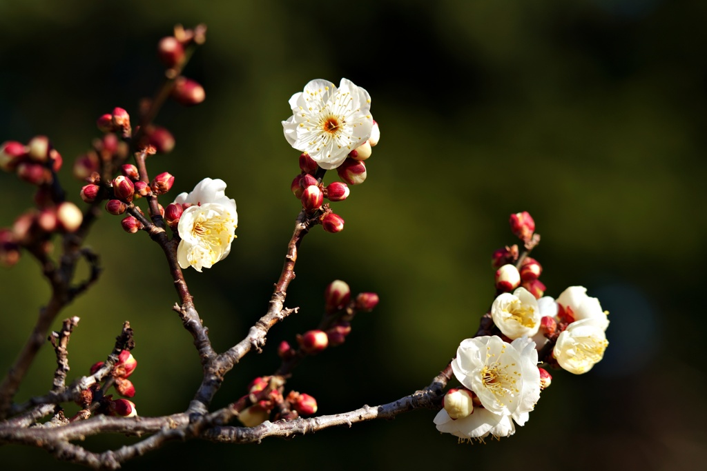 早咲き続々開花中：八重野梅