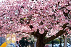 河津桜は満開