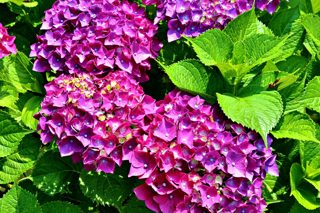 パープルワールド