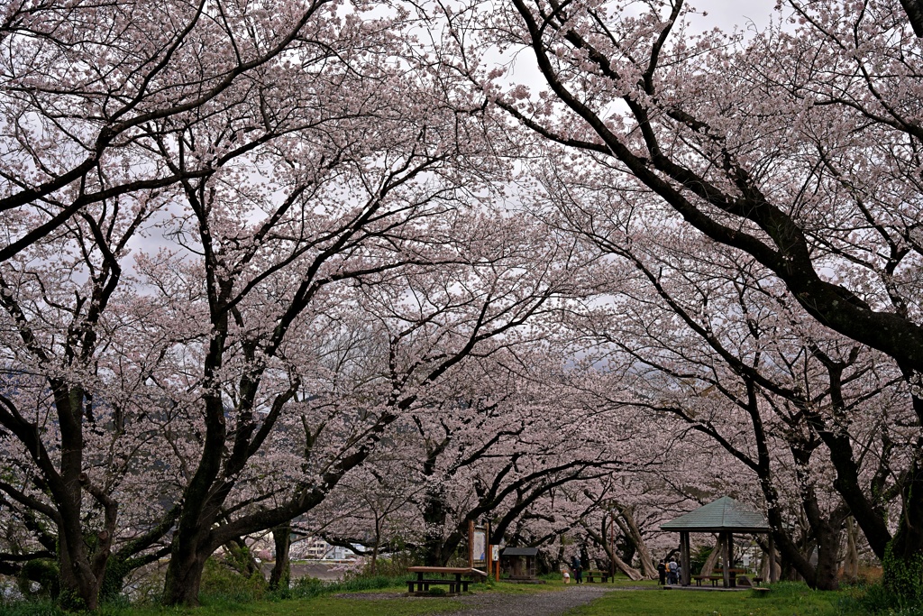 桜満開①