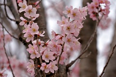 暖々桜：ケイオウザクラ(啓翁桜)