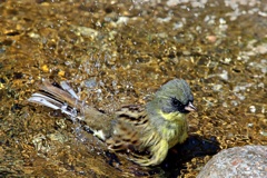 水浴び中①