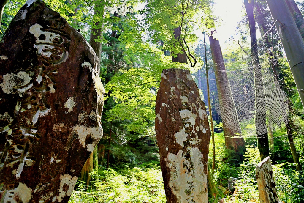 箱根山麓深森散歩