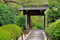 紫陽花は有らねど(山門）