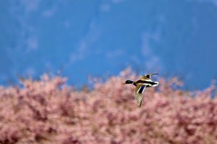 桜フライト