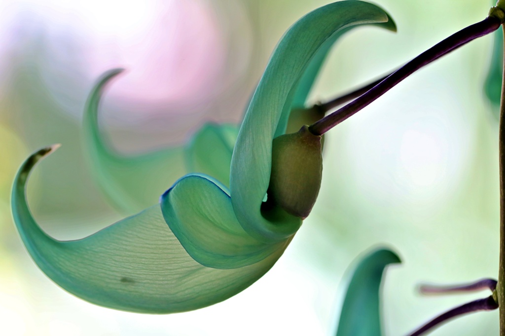 神秘的な花：ヒスイカズラ③