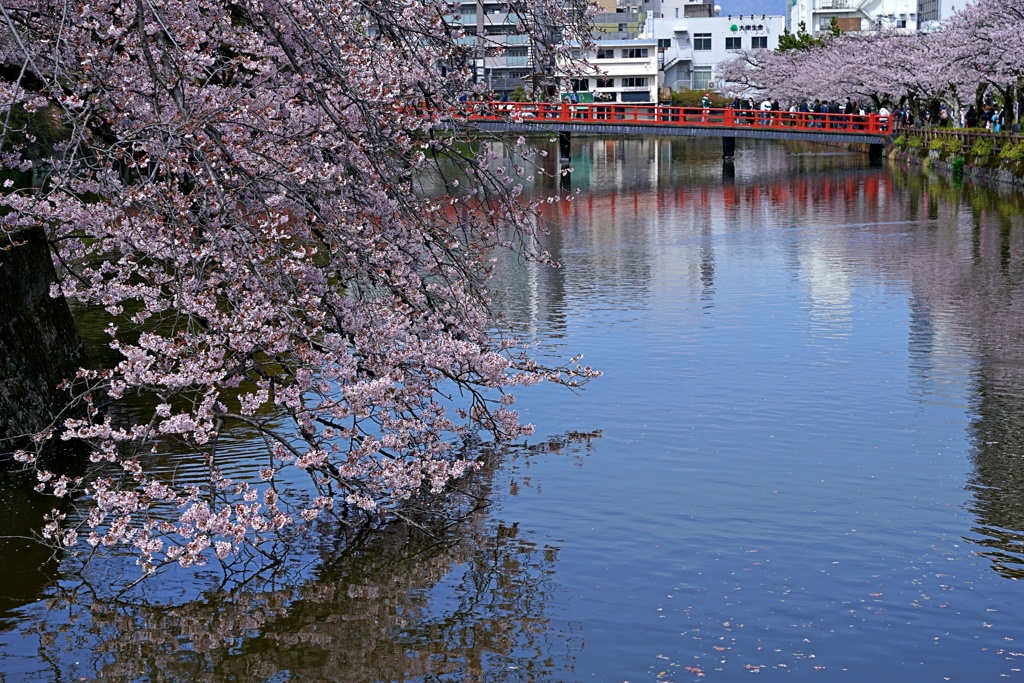 2022年桜まつり⑥