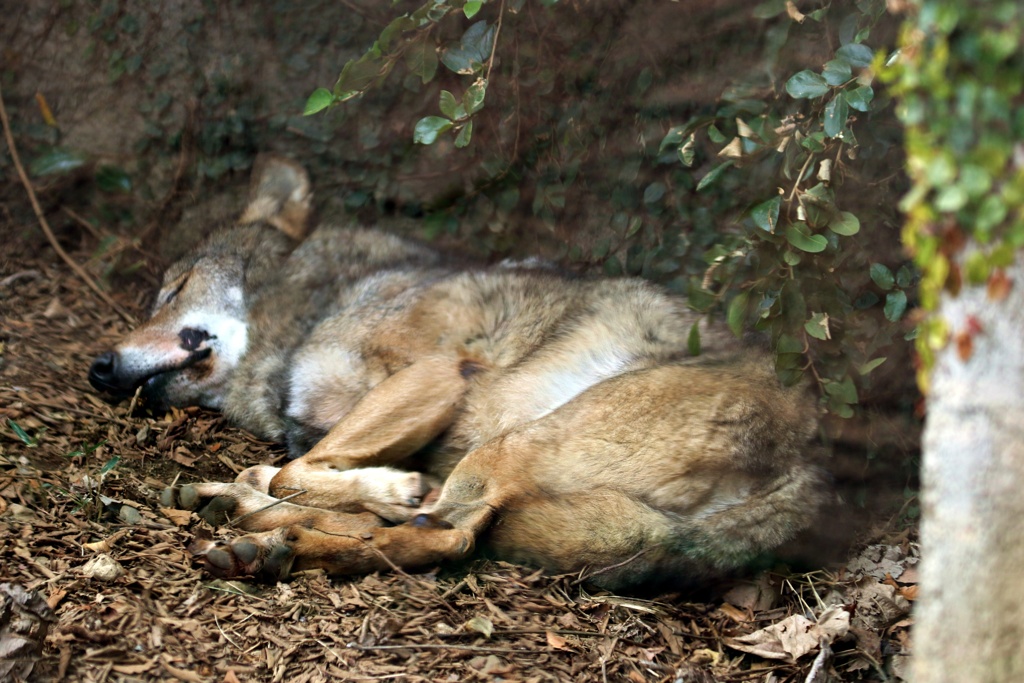 眠れる森のオオカミ