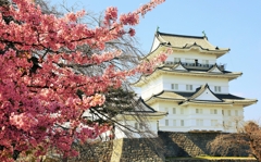 河津桜と小田原城