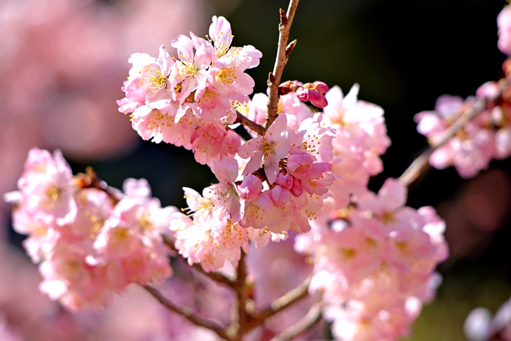 足柄桜(ハルメキ)