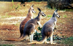 人を見物するカンガルー：アカカンガルー