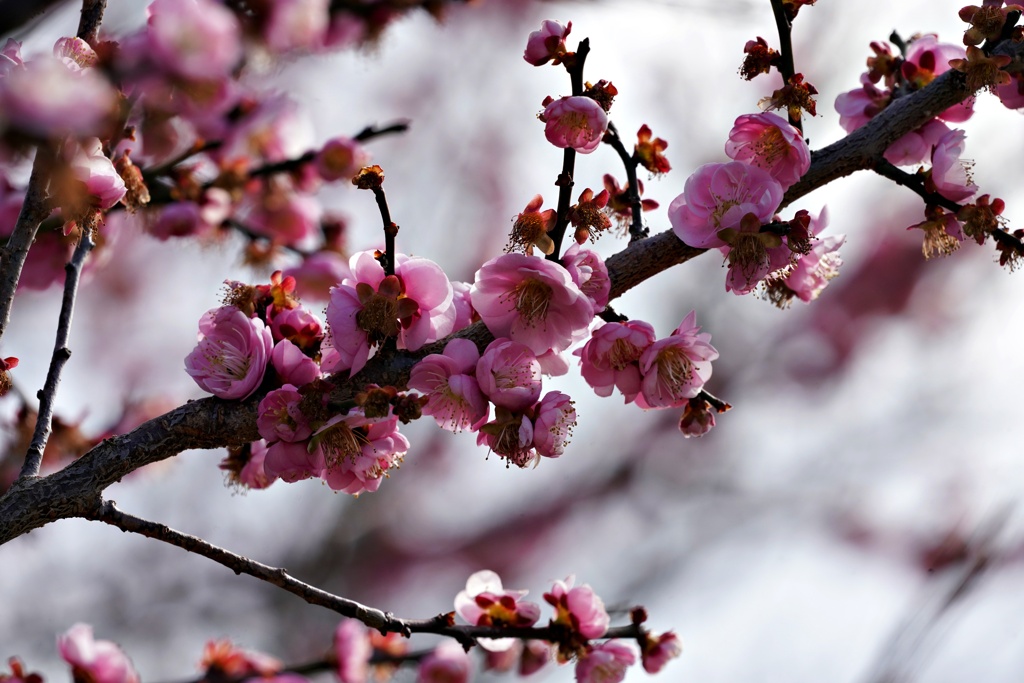 3月の梅：玉簾