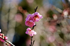 早咲きの梅：道知辺