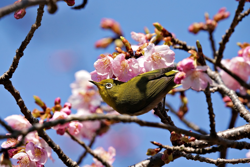 今年最初のサクジロー