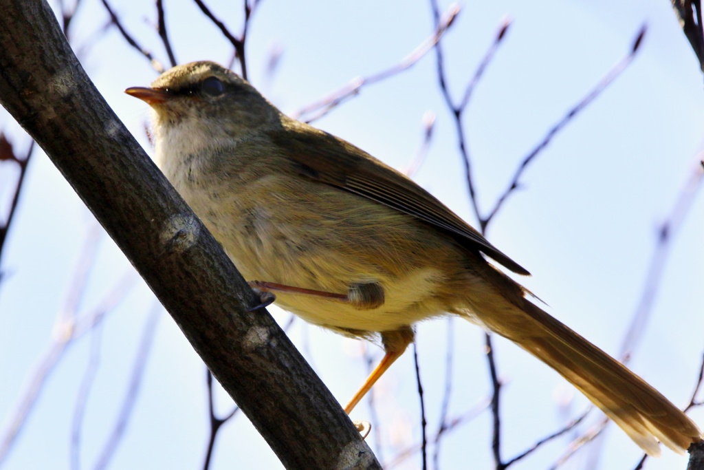 動物園の野鳥：ウグイス