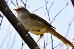 動物園の野鳥：ウグイス