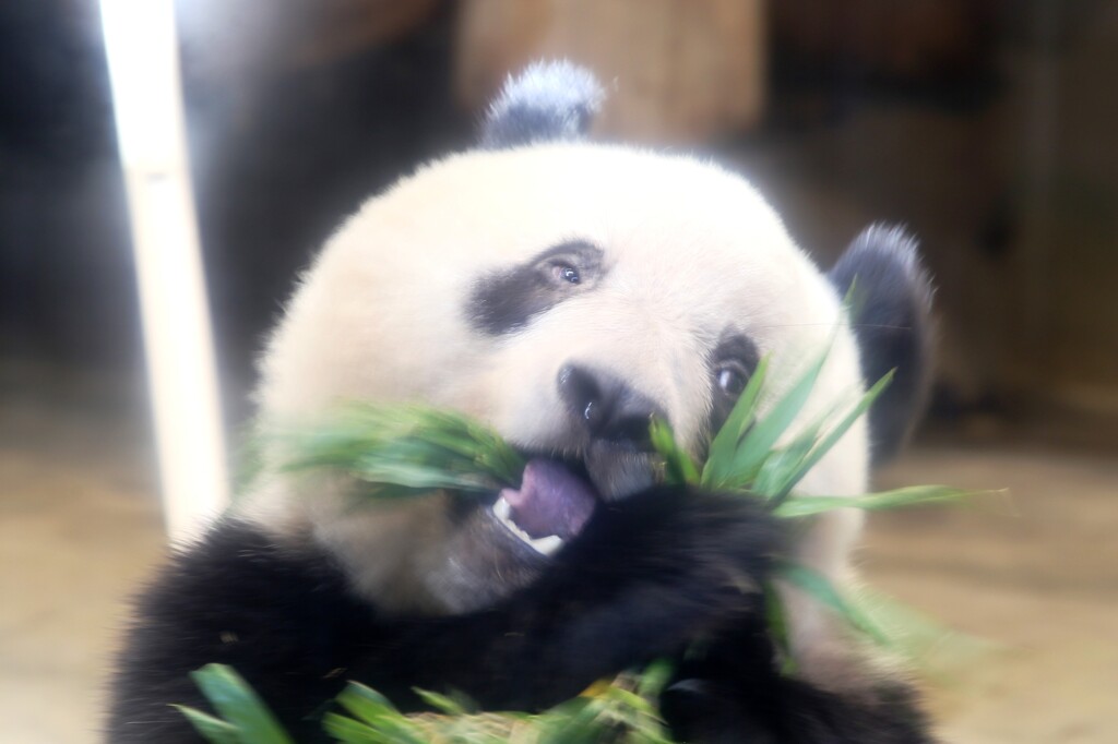 ササを頬張るシャンシャン(ちょっと変顔)