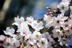 蜜蜂と桜