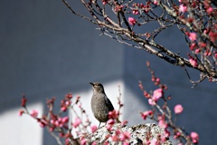 初春花鳥
