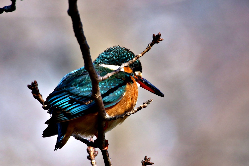 如月のある日君に会えた(別バージョン)